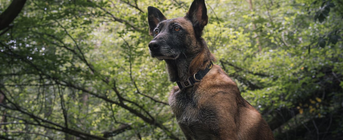 National Conservation Dog Day