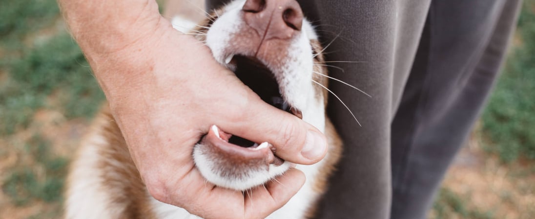 National Dog Bite Prevention Week