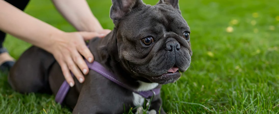 National French Bulldog Day