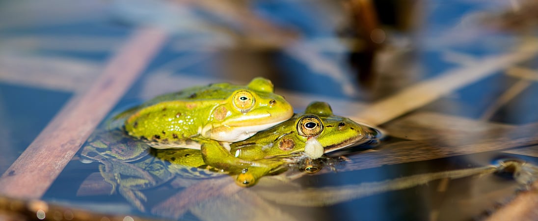 National Frog Month
