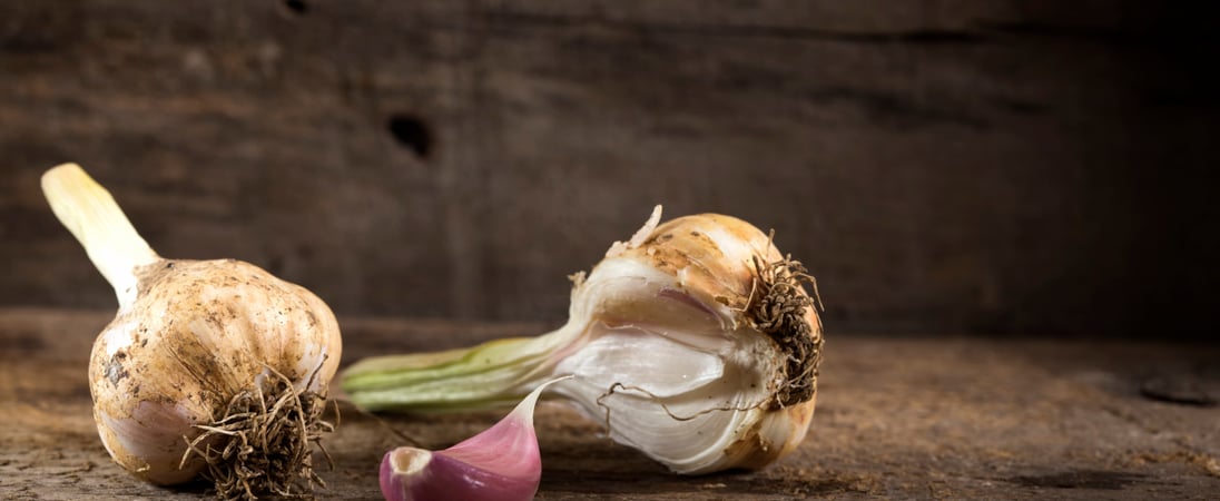 National Garlic Month