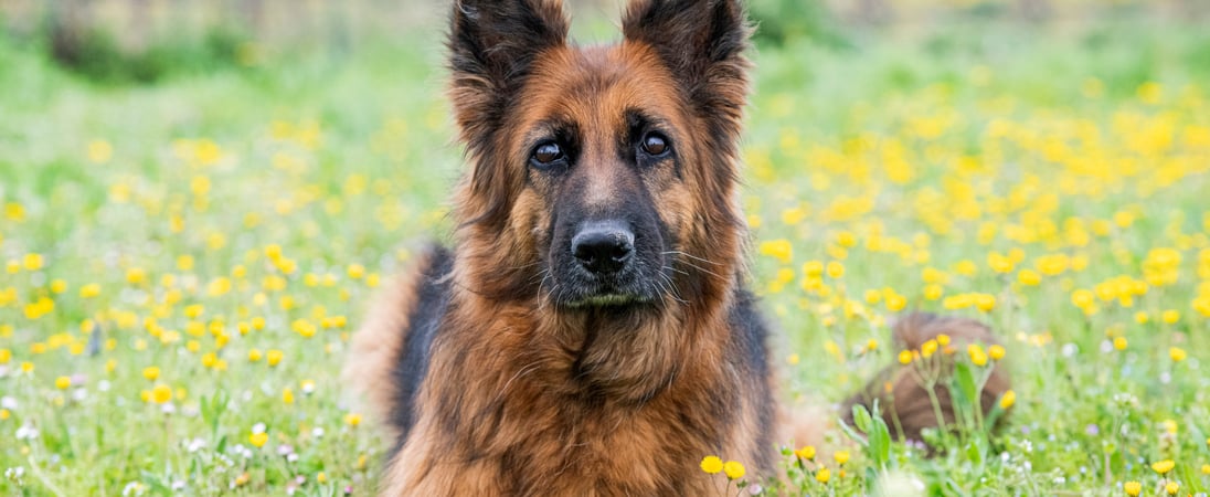 National German Shepherd Day