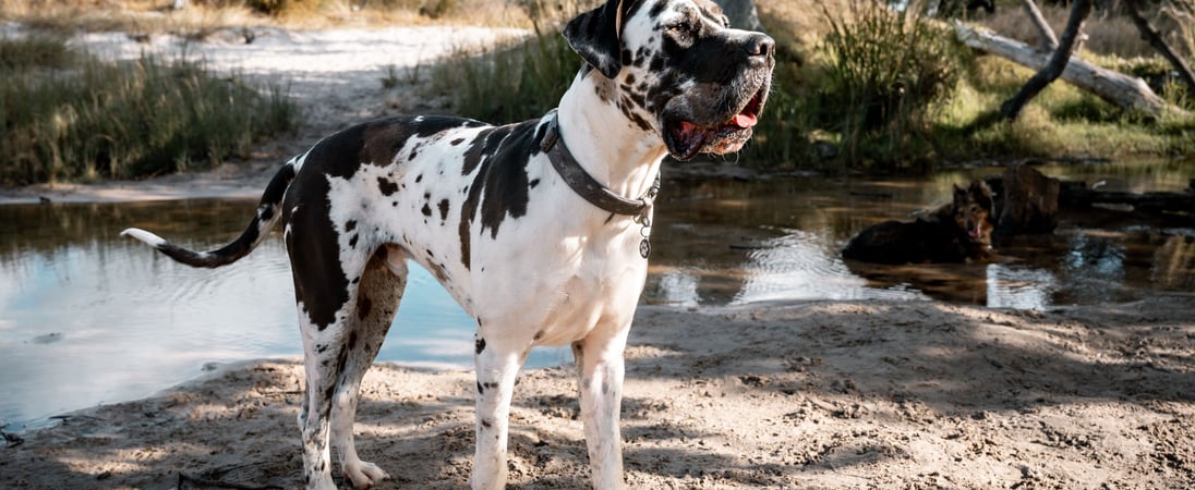 National Great Dane Day