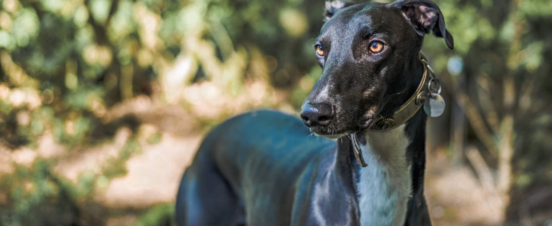 National Greyhound Day