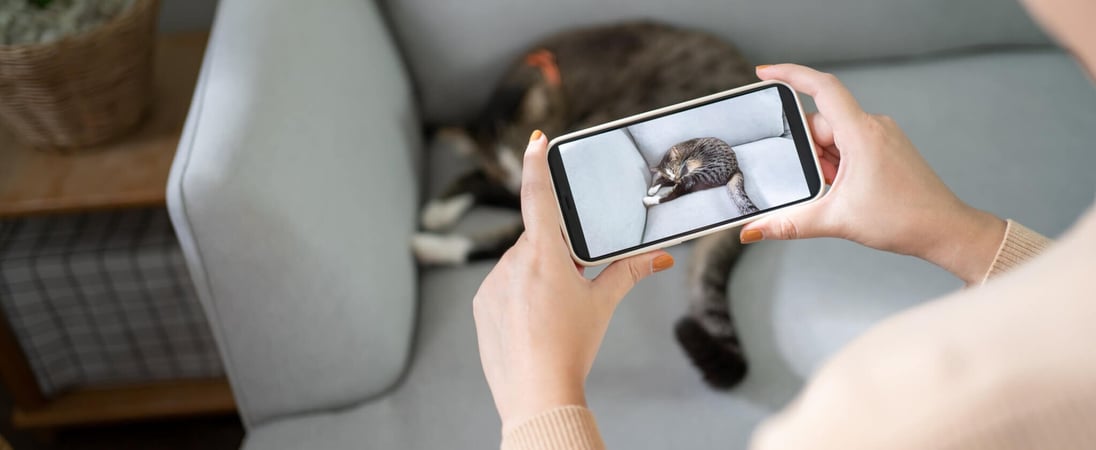 National Internet Cat Day