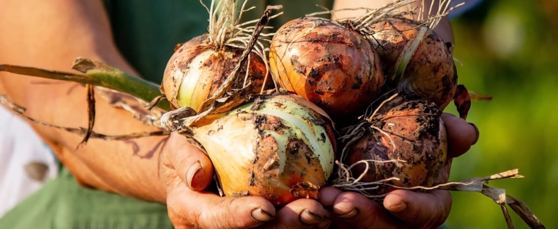 National Onion Day