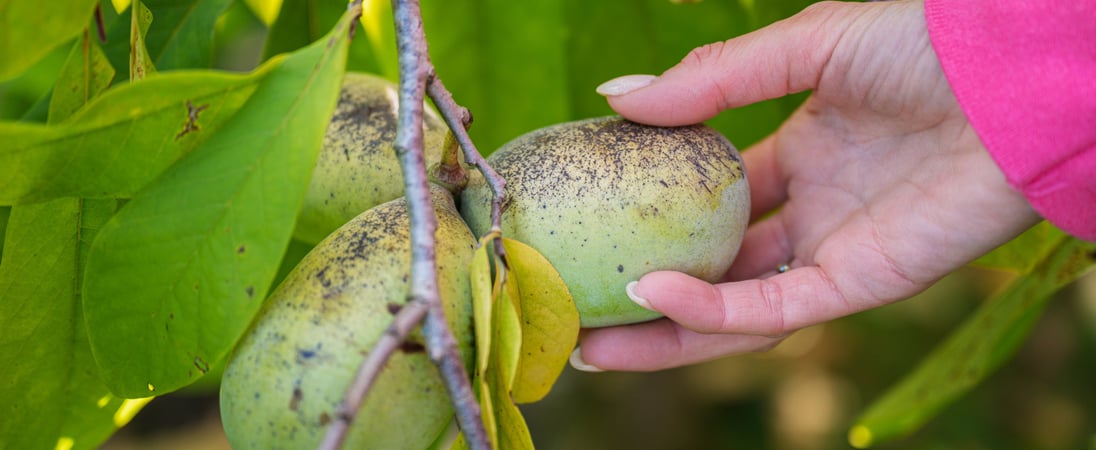 National Pawpaw Day
