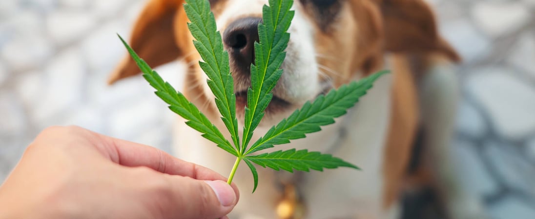 National Pet CBD Month