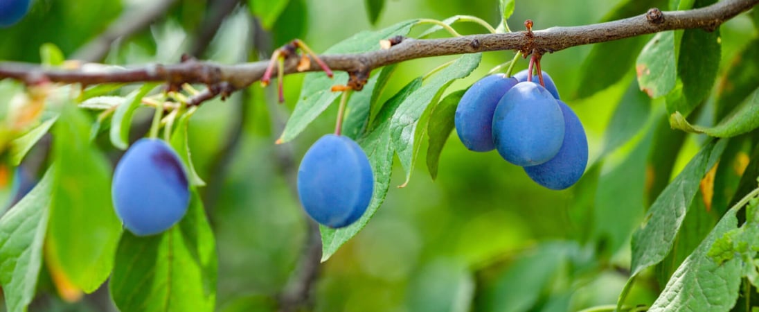 National Prune Day