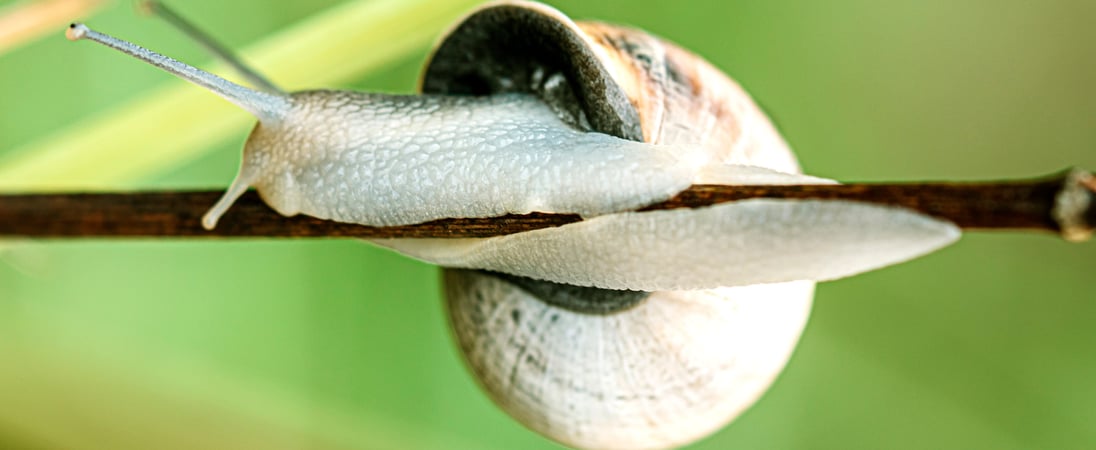 National Snail Day