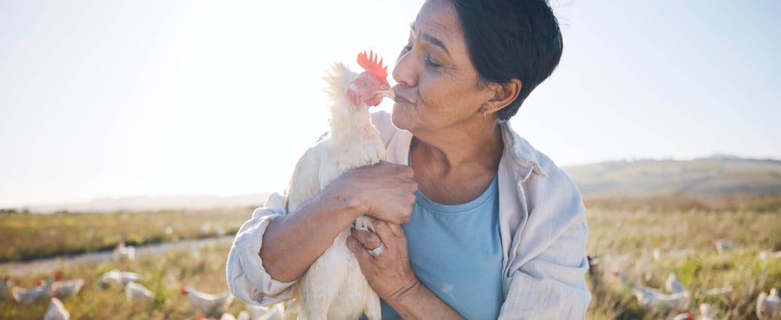 National Snuggle a Chicken Day