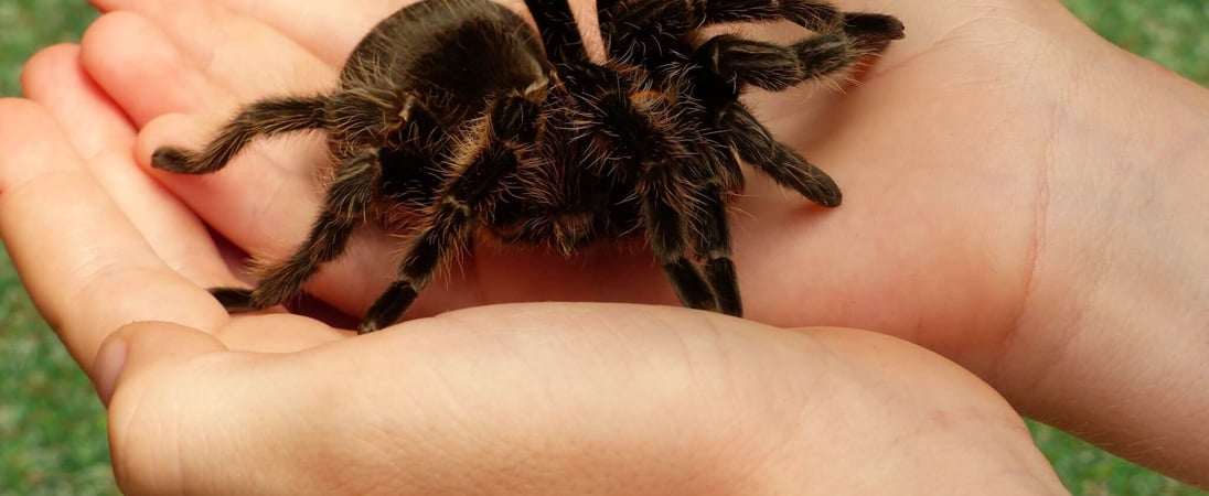 National Tarantula Appreciation Day