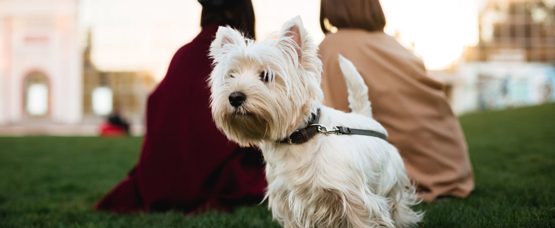 National Westie Day