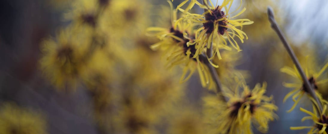 National Witch Hazel Day
