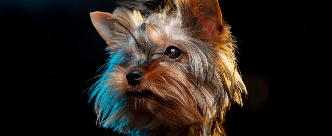 National Yorkie Day