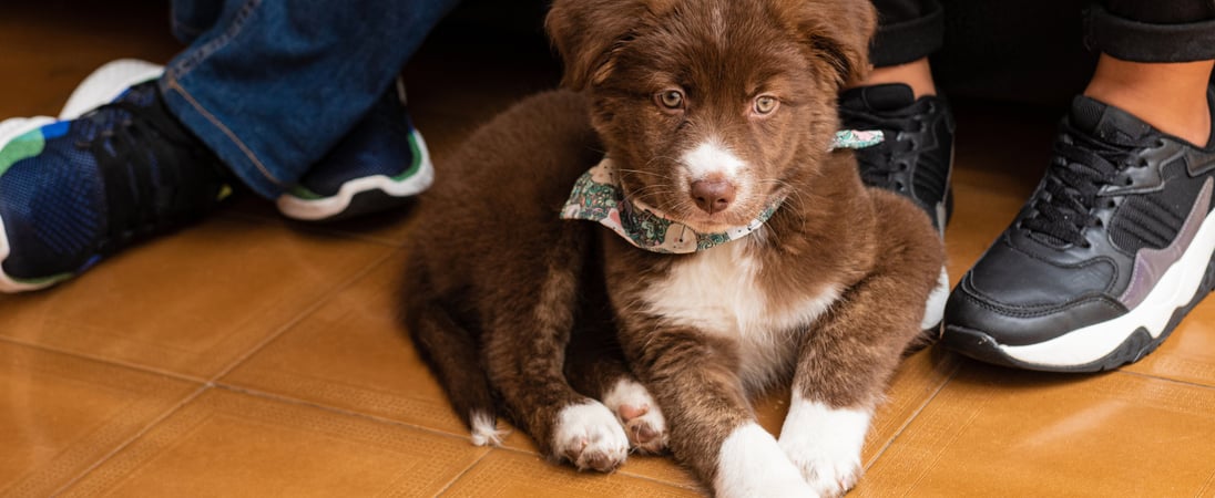No Pet Store Puppies Day