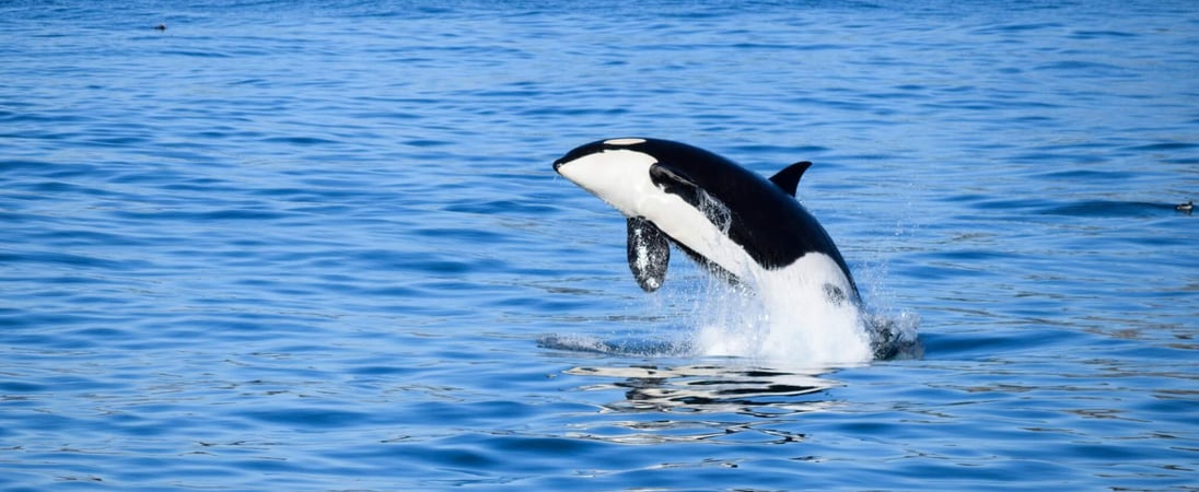 Shamu the Whale Day