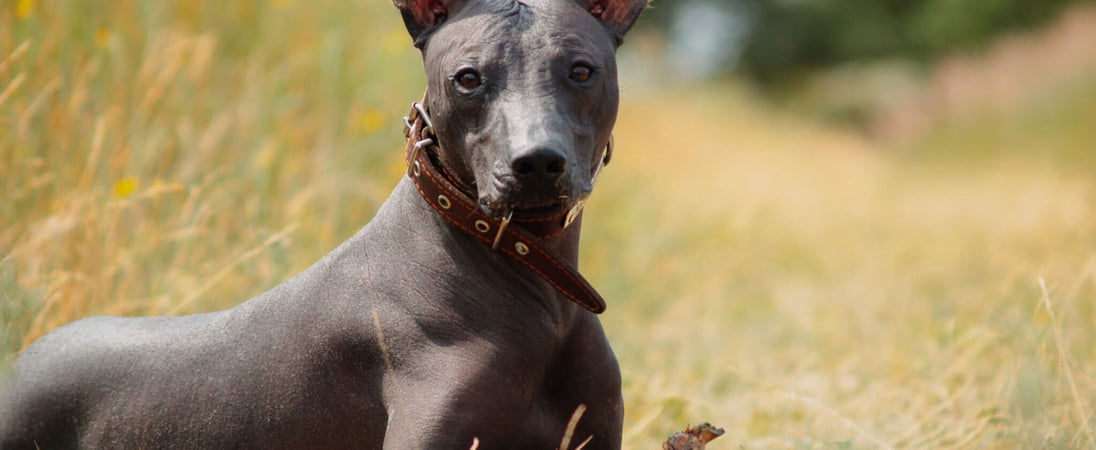 Peruvian Hairless Dog Day