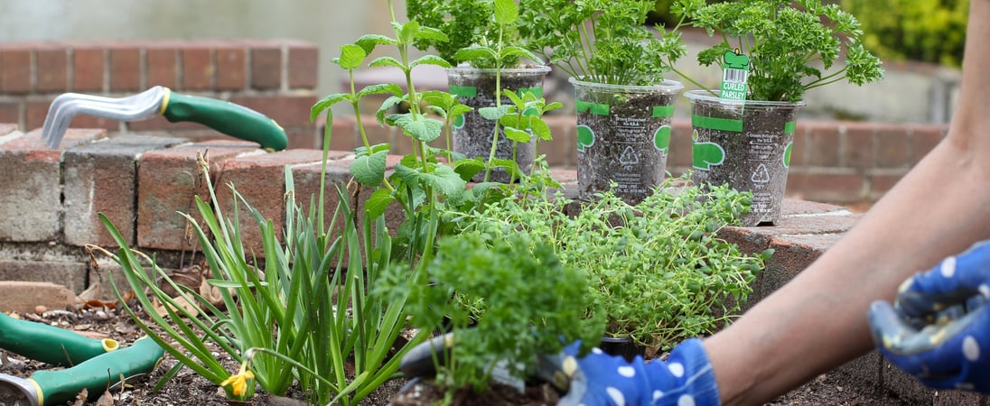 Plant Something Day