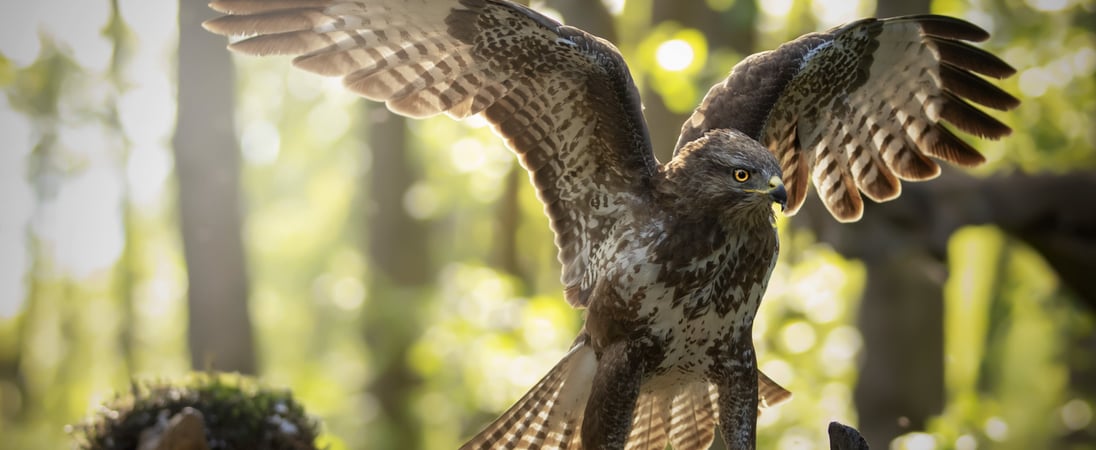 Raptor Month