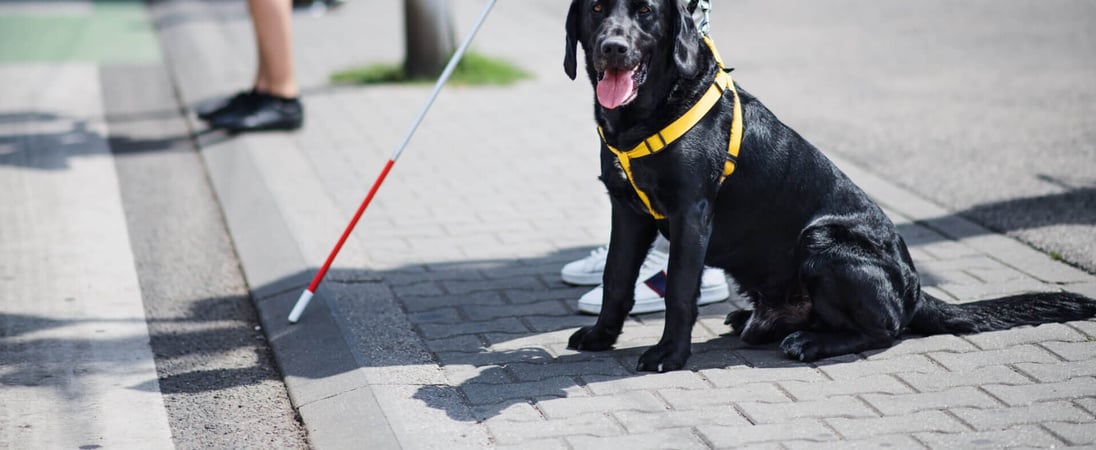 Seeing-Eye Guide Dog Anniversary