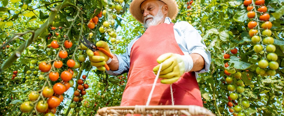 Fresh Florida Tomato Month