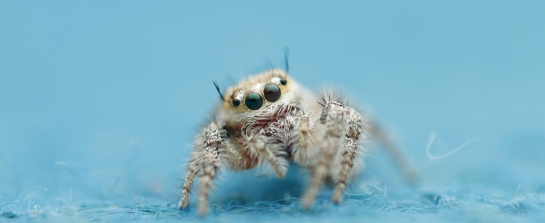 International Jumping Spider Day