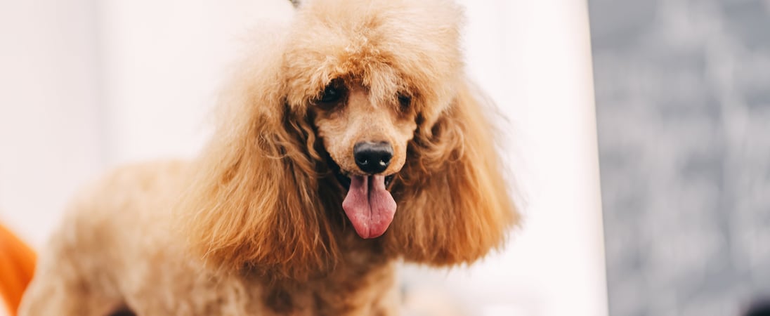 Standard Poodle Day