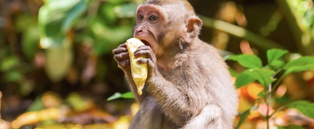 Take a Monkey to Lunch Day