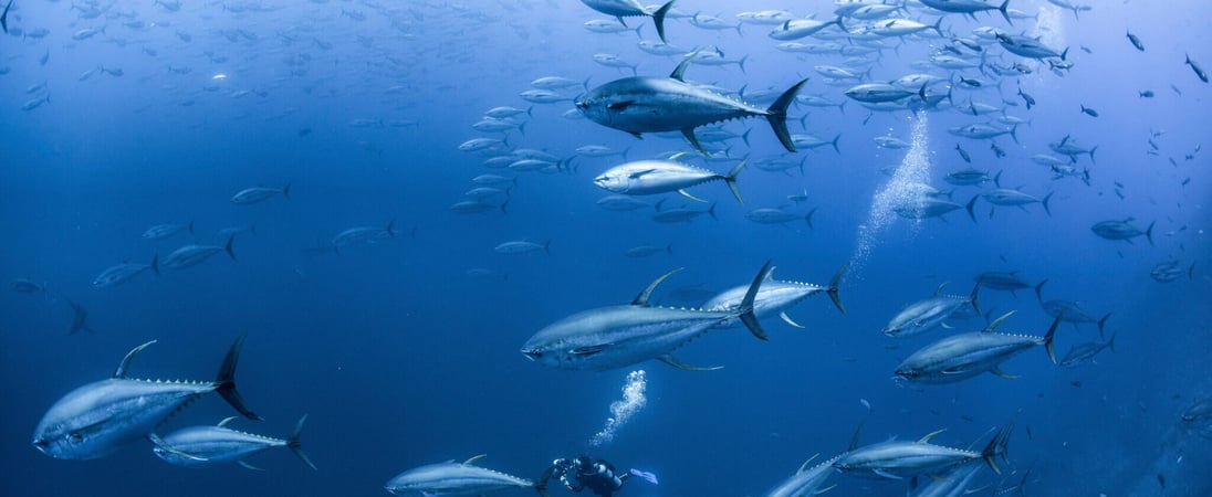 Tuna Rights Day