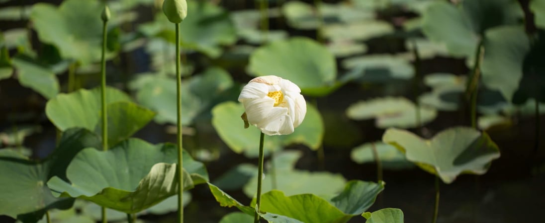 White Lotus Day