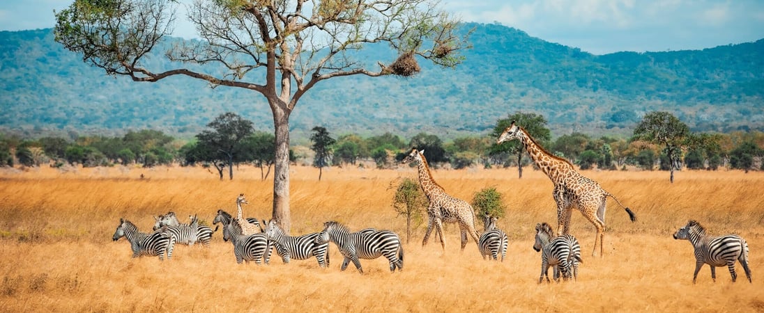 International Wildlife Film Week