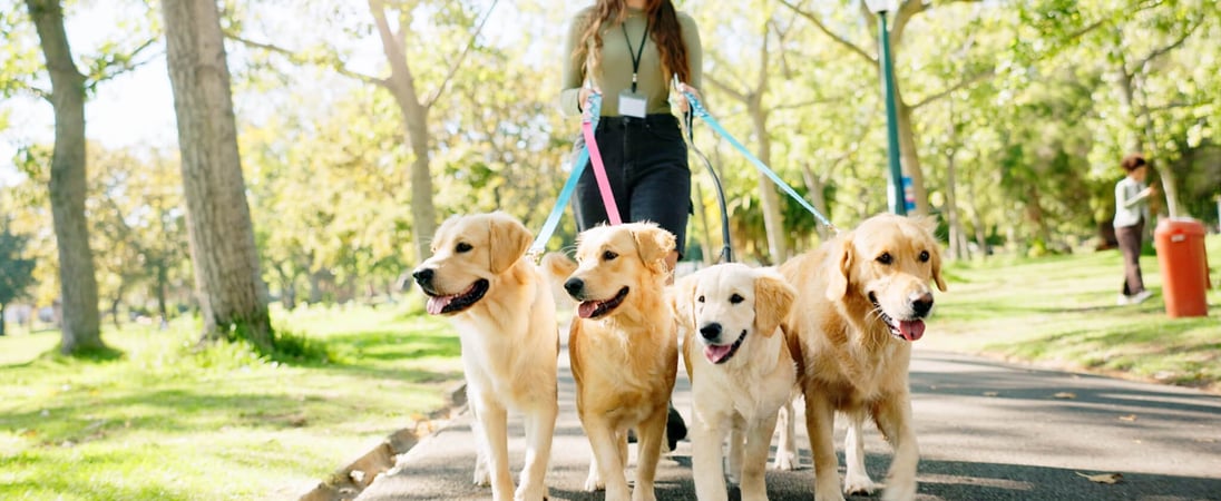 National Dog Walker Appreciation Day