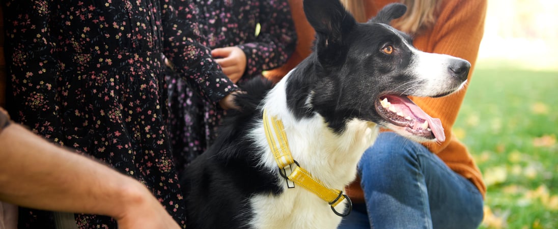 World Collie Day