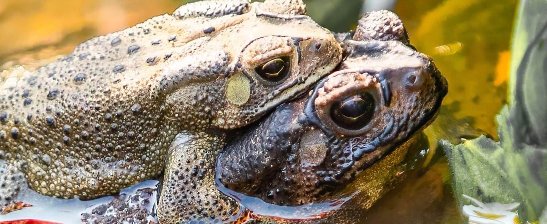 World Frog Day