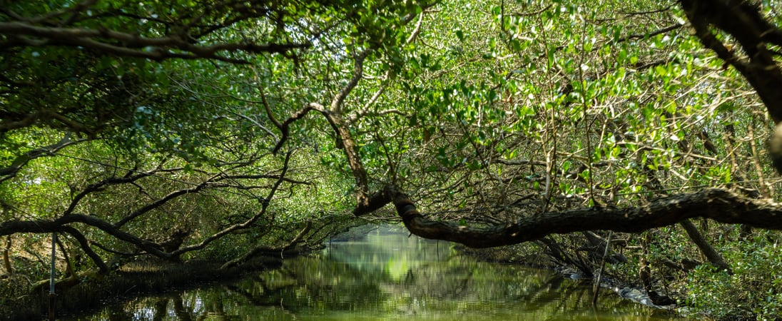 World Mangrove Day