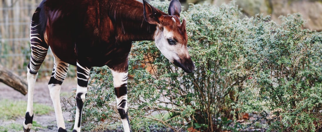World Okapi Day