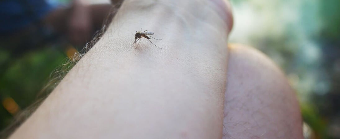 World Pest Day