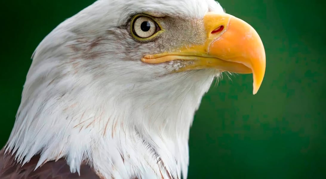 National Holidays in January, 2026 Days Of The Year