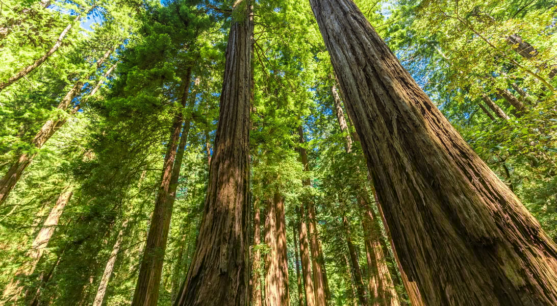  Days Of The Year Bildidee 