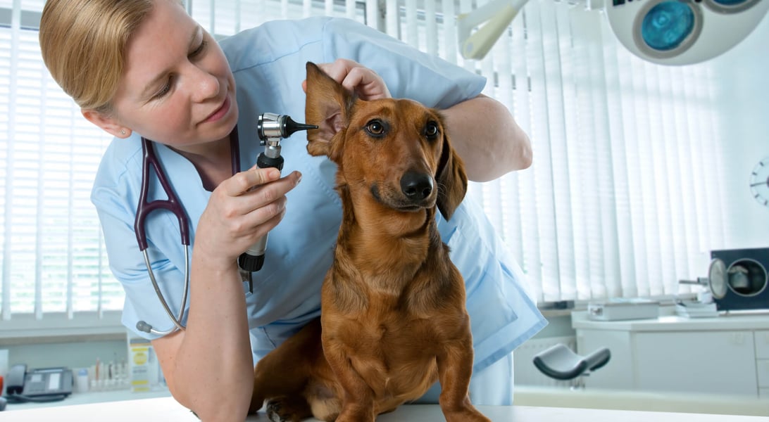 veterinary use of gabapentin