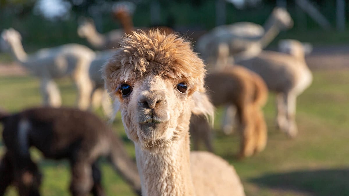 National Alpaca Day (September 26th) | Days Of The Year