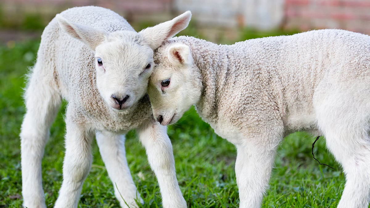 Hug A Sheep Day (October 31st, 2026) | Days Of The Year