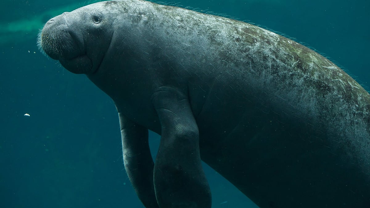 Manatee Awareness Month (November 2026) | Days Of The Year