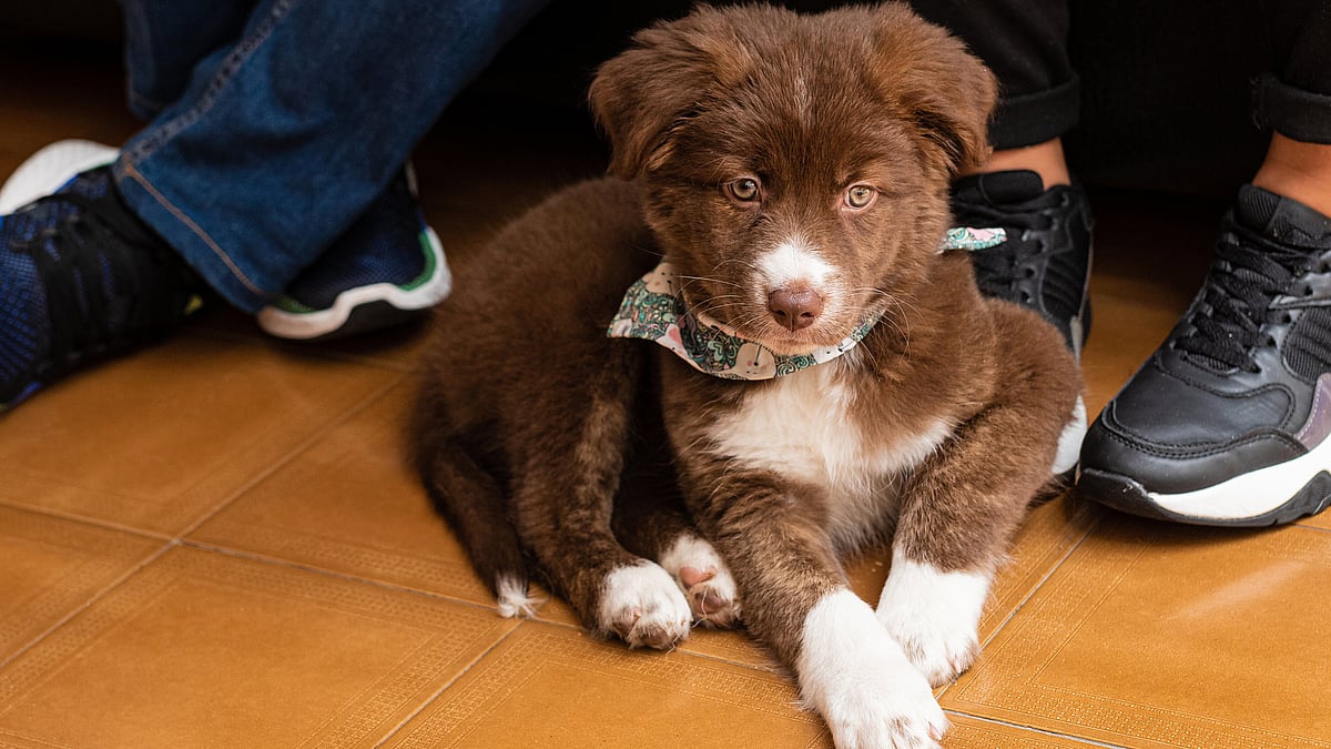 Alguém comprou uma roupa nova hoje e foi no pet shop : r/Havanese, image size:1200x675