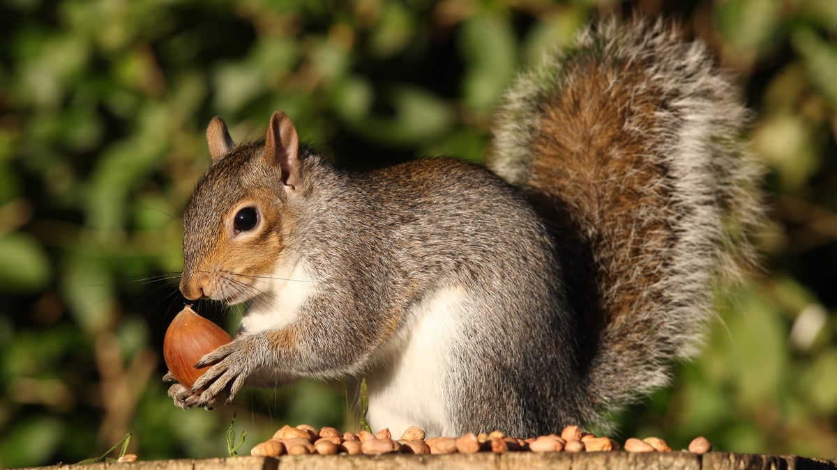 Hello squirrel! print by Editors Choice | Posterlounge, image size:1200x675