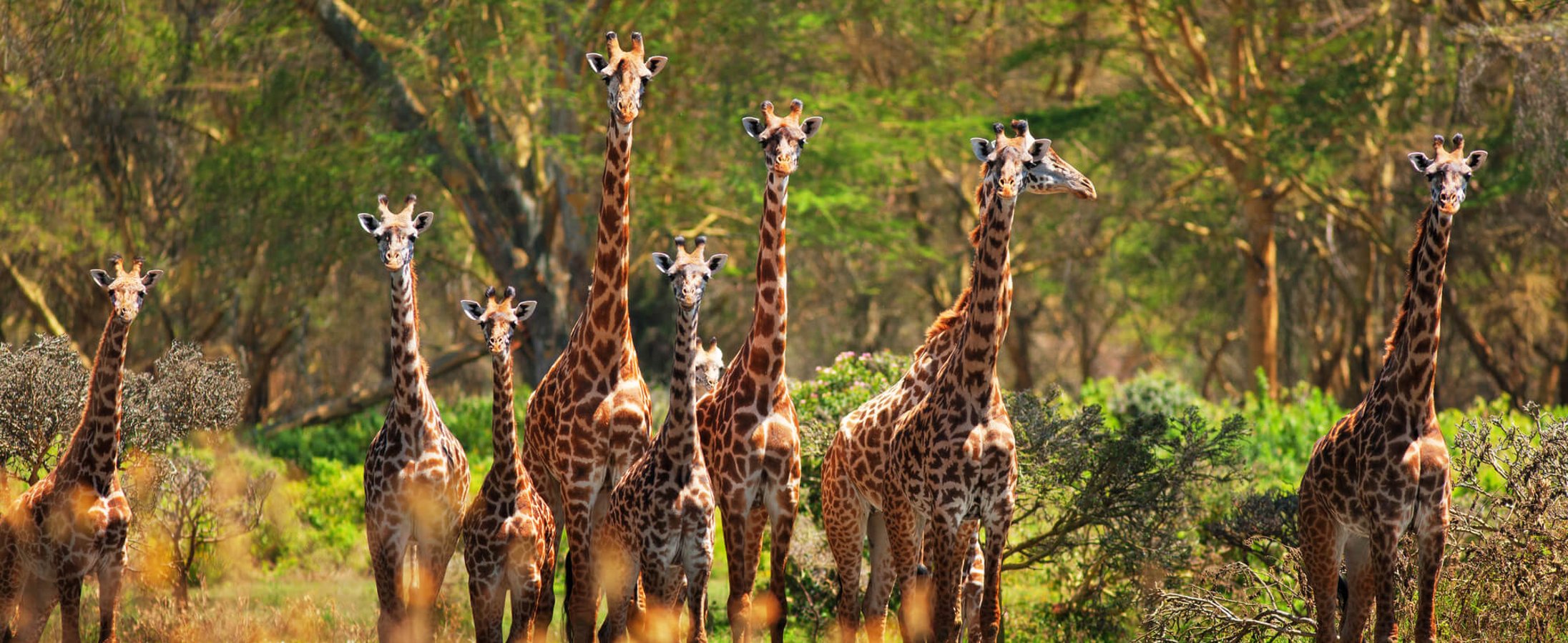 World Giraffe Day (June 21st) | Days Of The Year