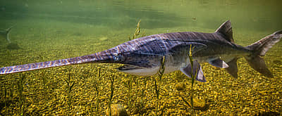 National American Paddlefish Day (March 9th) Days Of The Year