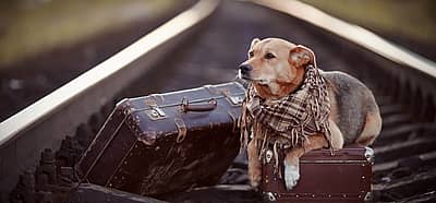 National Lost Dog Awareness Day (April 23rd) Days Of The Year