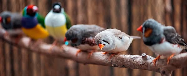 Bird Health Awareness Week (Feb 16th to Feb 22nd) Days Of The Year